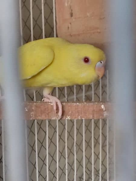 lotino red eye budgie 2