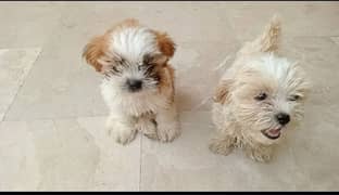 Shih Tzu puppy pair