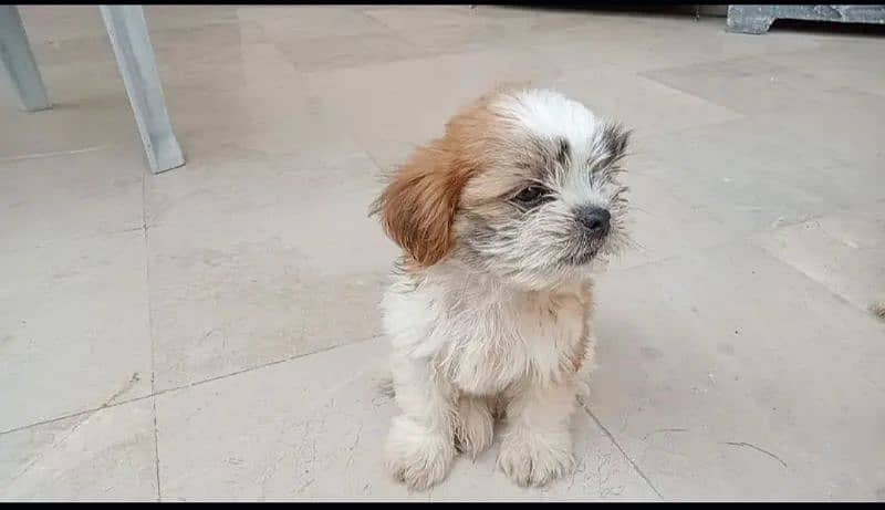 Shih Tzu puppy pair 1