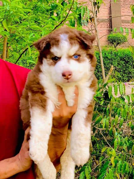 Siberian husky puppie 1