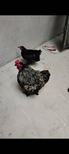 Beautiful Bantam pairs for sale