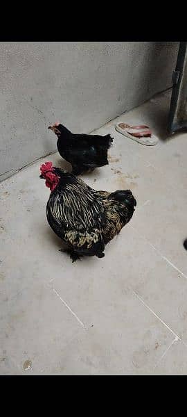 Beautiful Bantam pairs for sale 0