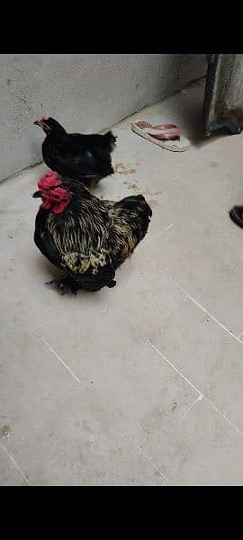 Beautiful Bantam pairs for sale 1