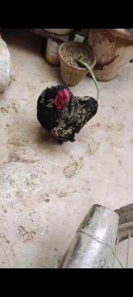 Beautiful Bantam pairs for sale 2