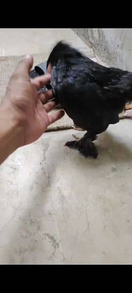 Beautiful Bantam pairs for sale 3