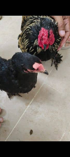 Beautiful Bantam pairs for sale 4