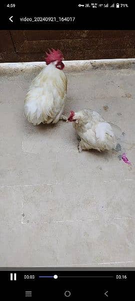 Beautiful Bantam pairs for sale 5