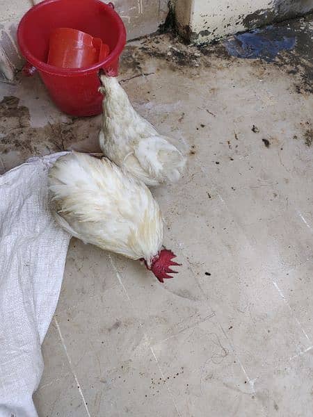 Beautiful Bantam pairs for sale 6