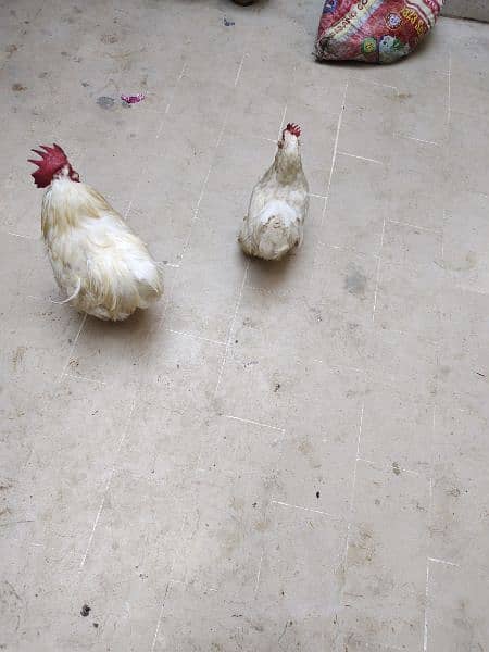 Beautiful Bantam pairs for sale 7