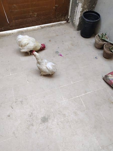 Beautiful Bantam pairs for sale 8