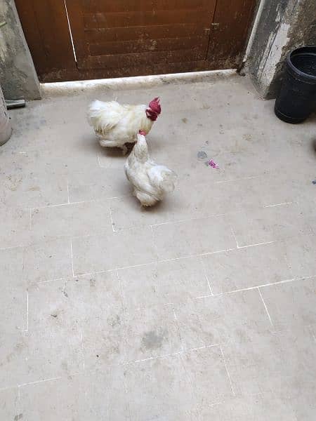 Beautiful Bantam pairs for sale 9