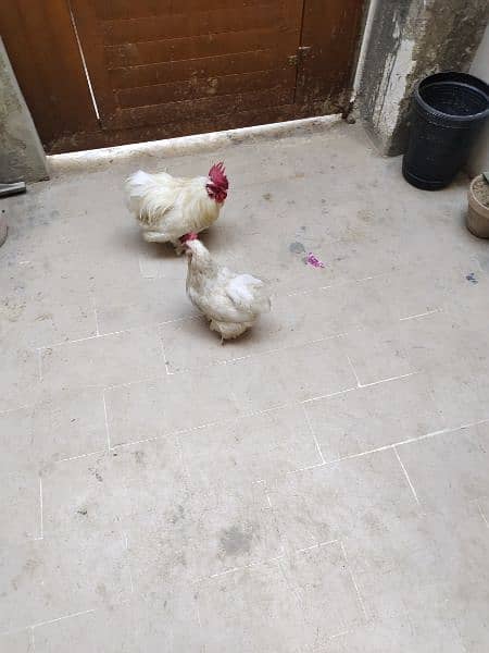 Beautiful Bantam pairs for sale 10