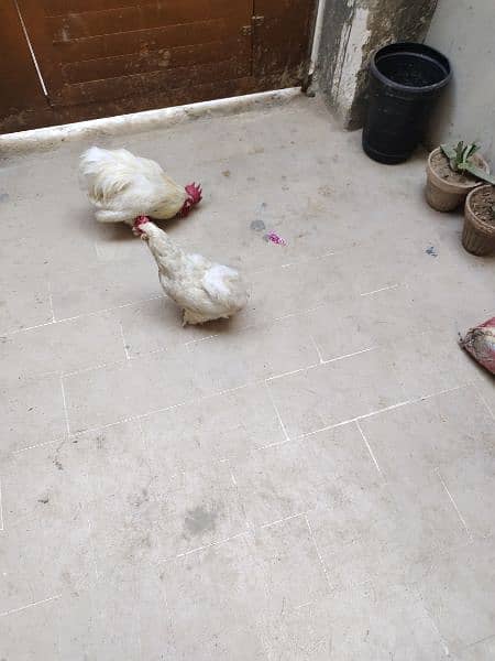 Beautiful Bantam pairs for sale 11