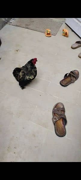 Beautiful Bantam pairs for sale 12