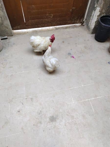 Beautiful Bantam pairs for sale 13