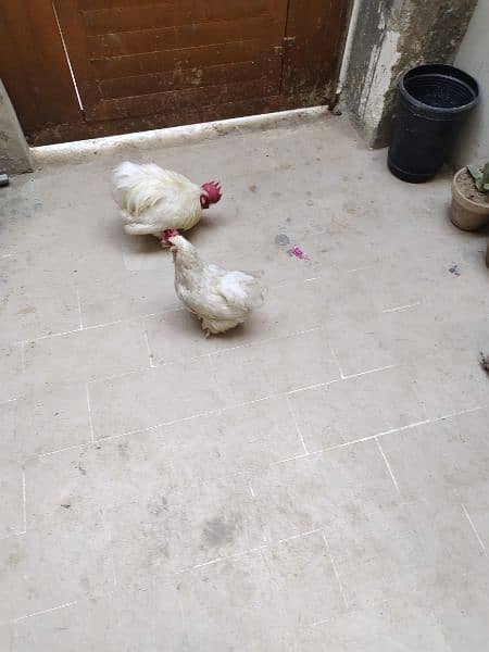 Beautiful Bantam pairs for sale 14