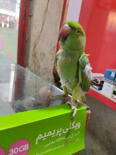 green parrot for sale