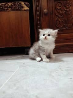 Persian Male kittens for Sale