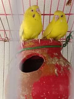 Australian parrots 3 pairs for sale with 1 cage