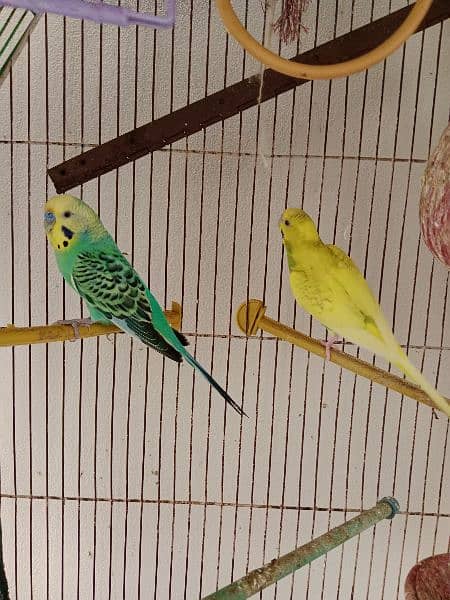 Australian parrots 3 pairs for sale with 1 cage 1