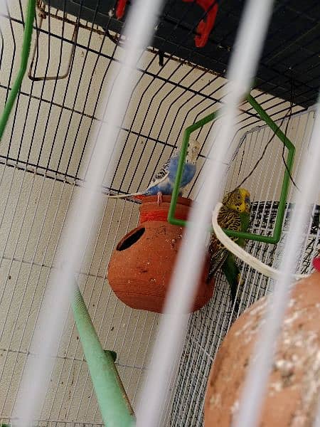 Australian parrots 3 pairs for sale with 1 cage 2