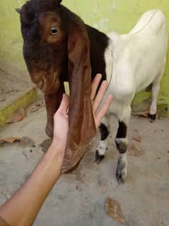 Pure Sindhi bakra only 5 months old for sale