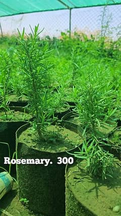 rosemary plants Available Rose vines healthy available