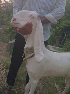 ranjanpuri Goat gaban