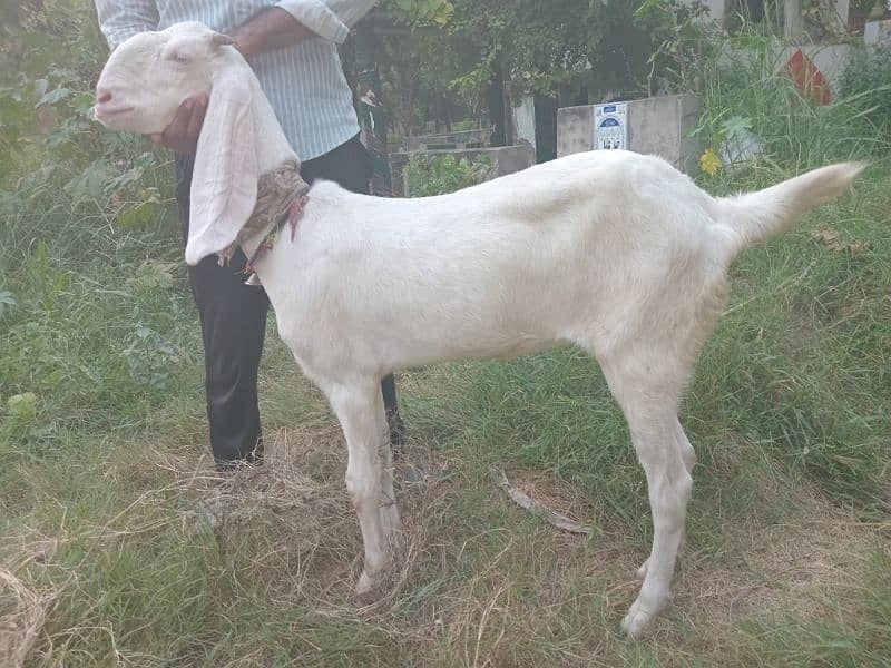 ranjanpuri Goat gaban 1