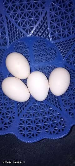 heera eggs