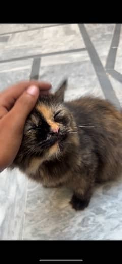 persian cat pair 1 year age