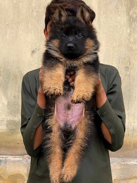 German Shepherd puppies 0