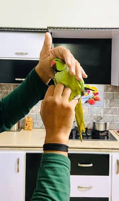 ringneck face to face talking hand tamed parrot