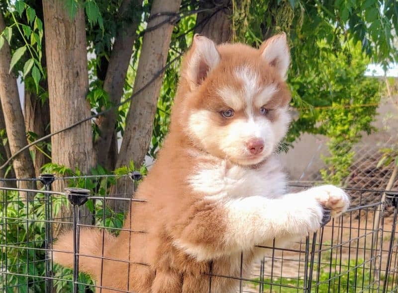 Siberian husky puppie 03250334267 only Whatsapp 3