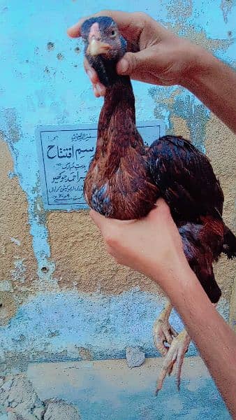 Aseel Breeder Female For Sale 4