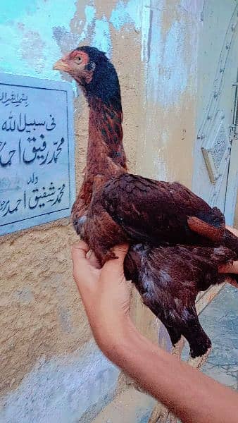 Aseel Breeder Female For Sale 5