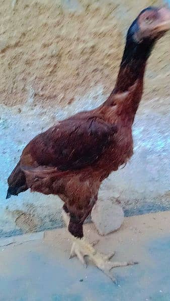 Aseel Breeder Female For Sale 6