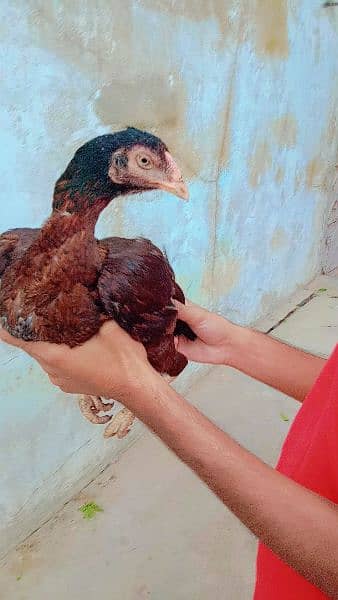 Aseel Breeder Female For Sale 12