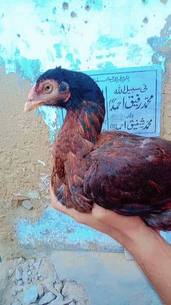 Aseel Breeder Female For Sale 13