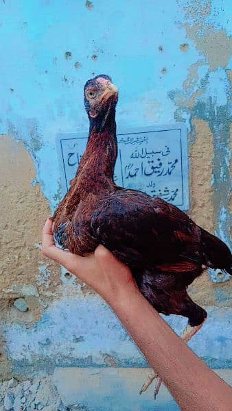 Aseel Breeder Female For Sale 14