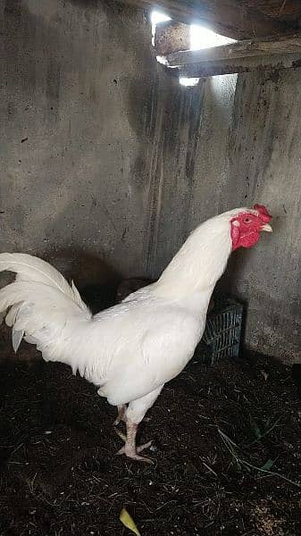 white murga for sale 3