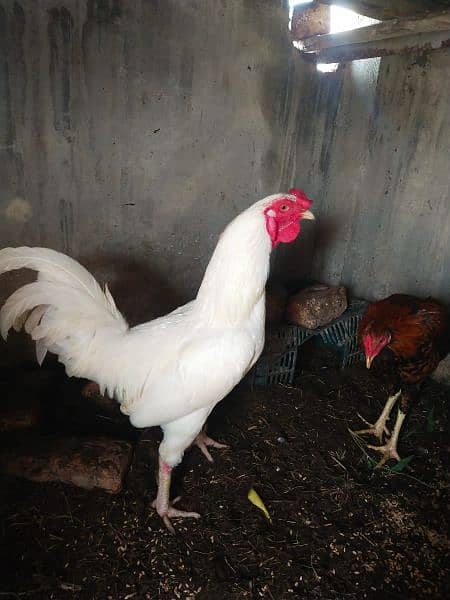 white murga for sale 6