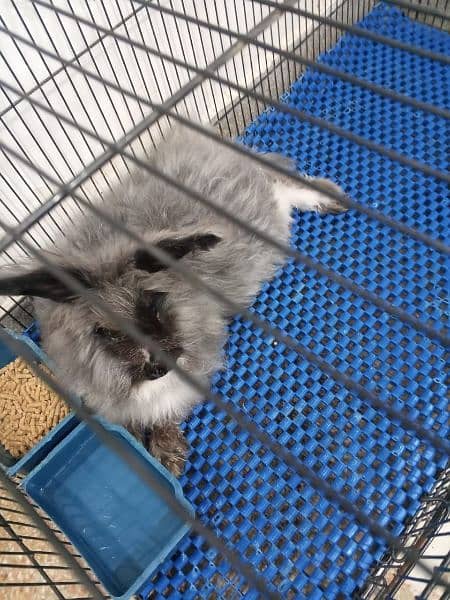 English angora picture 2