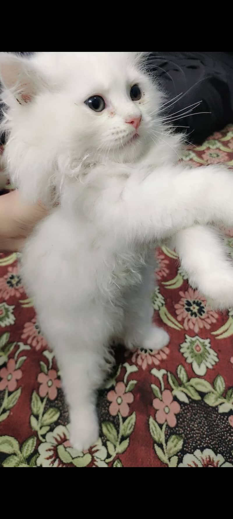 Persian kitten 1