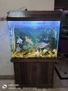 Aquarium and Fishes for Sale with All Accessories