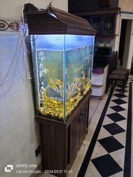 Aquarium and Fishes for Sale with All Accessories 1