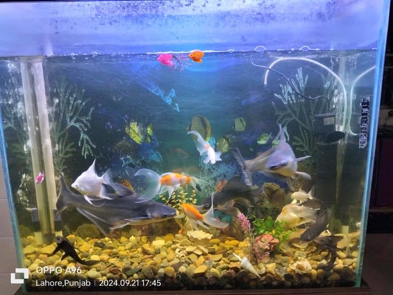 Aquarium and Fishes for Sale with All Accessories 2