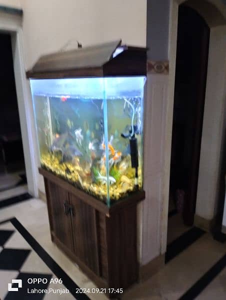 Aquarium and Fishes for Sale with All Accessories 3