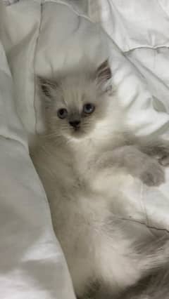 kitten