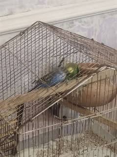 Budgies pair Australian Birds for Sale urgent Sale